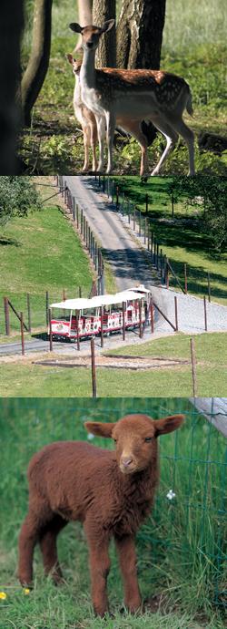 Parc animalier - Animaux Photo du parc animalier, les animaux et le train