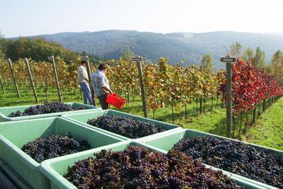 De Clos du Champ Là-Haut